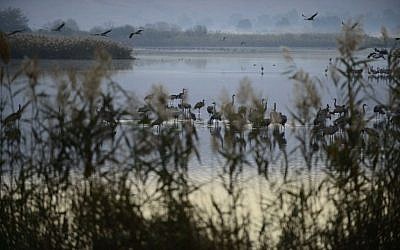 Gray Cranes flocking at the Agamon Hula Lake in the Hula valley in northern Israel, December 7, 2016. (Tomer Neuberg/Flash90)
