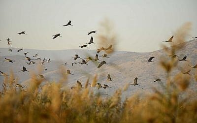 Gray Cranes flocking at the Agamon Hula Lake in the Hula valley in northern Israel, December 7, 2016. (Tomer Neuberg/Flash90)