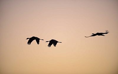 Gray Cranes flocking at the Agamon Hula Lake in the Hula valley in northern Israel, December 7, 2016. (Tomer Neuberg/Flash90)