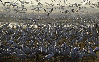 Gray Cranes flocking at the Agamon Hula Lake in the Hula valley in northern Israel, December 7, 2016. (Tomer Neuberg/Flash90)