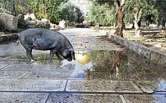Screen capture of a digitally altered image showing a pig on the Temple Mount, posted on social media by a Jewish activist, December 21, 2016. (Screen capture/Facebook)