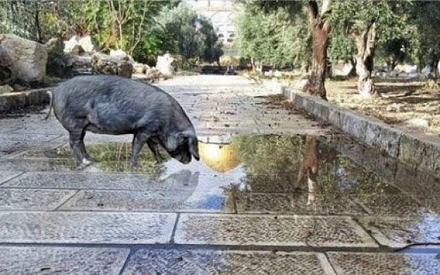 Screen capture of a digitally altered image showing a pig on the Temple Mount, posted on social media by a Jewish activist, December 21, 2016. (Screen capture/Facebook) Screen capture of a digitally altered image showing a pig on the Temple Mount, posted on social media by a Jewish activist, December 21, 2016. (Screen capture/Facebook)