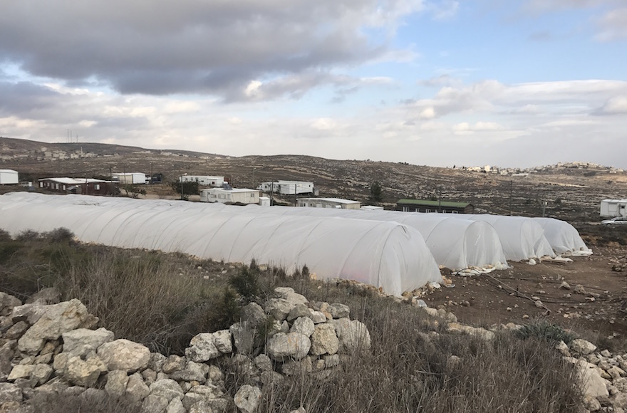 Greenhouses providing shelter to the hundreds of young people who have come to protest in Amona, Dec. 13, 2016. (Andrew Tobin/JTA) Greenhouses providing shelter to the hundreds of young people who have come to protest in Amona, Dec. 13, 2016. (Andrew Tobin/JTA)