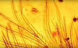 Feathers of a 99 million year-old bird-like dinosaur encased in amber and discovered in northern Myanmar. (YouTube screenshot)