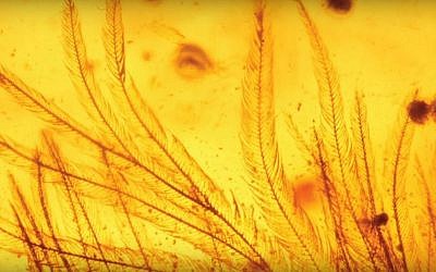 Feathers of a 99 million year-old bird-like dinosaur encased in amber and discovered in northern Myanmar. (YouTube screenshot)