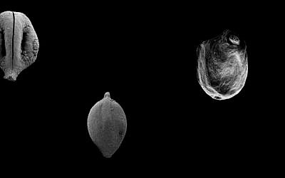 Collection of 780,000 year old remains of edible plants. (Credit: Yoel Melamed)