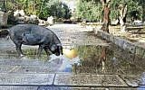 Screen capture of a digitally altered image showing a pig on the Temple Mount, posted on social media by a Jewish activist, December 21, 2016. (Screen capture/Facebook)