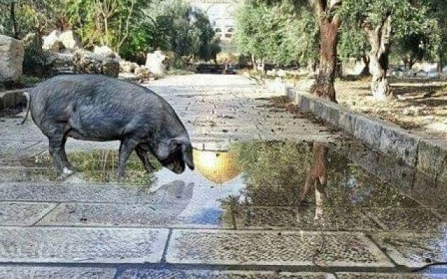 Screen capture of a digitally altered image showing a pig on the Temple Mount, posted on social media by a Jewish activist, December 21, 2016. (Screen capture/Facebook) Screen capture of a digitally altered image showing a pig on the Temple Mount, posted on social media by a Jewish activist, December 21, 2016. (Screen capture/Facebook)