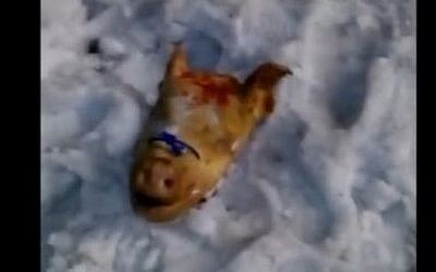 Screen capture from video showing a pig's head left on the grave of Rabbi Nachman of Breslov in Uman, Ukraine, December 21, 2016. (Screen capture: YouTube/YWN)