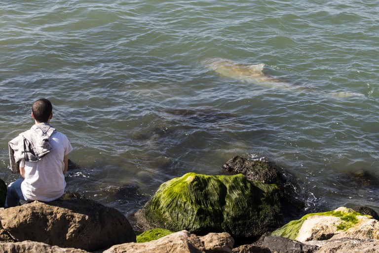 A picture taken on January 23, 2017, shows a man looking at sharks in the Mediterranean sea off the Israeli coastal city of Hadera north of Tel Aviv. (AFP PHOTO / JACK GUEZ) A picture taken on January 23, 2017, shows a man looking at sharks in the Mediterranean sea off the Israeli coastal city of Hadera north of Tel Aviv. (AFP PHOTO / JACK GUEZ)