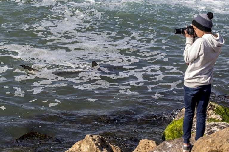 An Israeli taking photos of sharks in the Mediterranean sea off the Israeli coastal city of Hadera north of Tel Aviv, January 23, 2017. (AFP PHOTO / JACK GUEZ) An Israeli taking photos of sharks in the Mediterranean sea off the Israeli coastal city of Hadera north of Tel Aviv, January 23, 2017. (AFP PHOTO / JACK GUEZ)