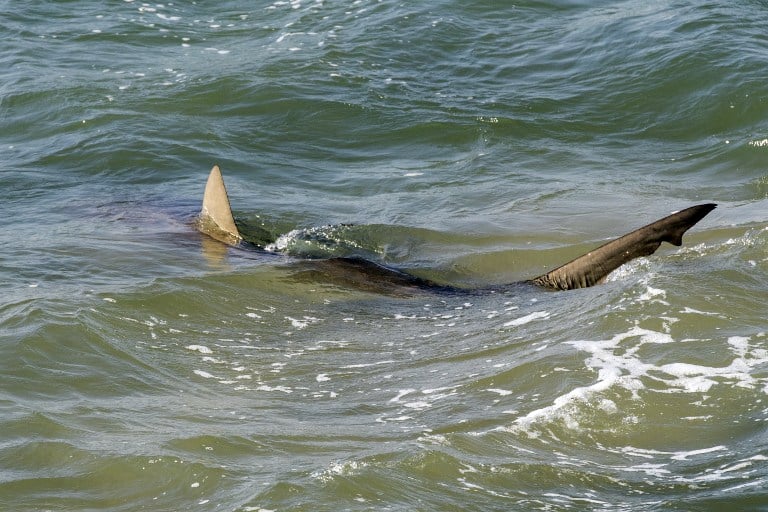 A picture taken on January 23, 2017, shows sharks enjoying the warmth in the Mediterranean sea off the Israeli coastal city of Hadera north of Tel Aviv. (AFP PHOTO / JACK GUEZ) A picture taken on January 23, 2017, shows sharks enjoying the warmth in the Mediterranean sea off the Israeli coastal city of Hadera north of Tel Aviv. (AFP PHOTO / JACK GUEZ)