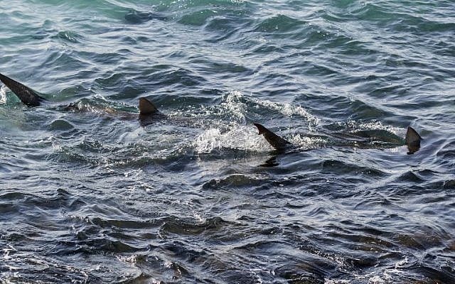 Sharks in the Mediterranean Sea, off the Israeli coastal city of Hadera north of Tel Aviv, January 23, 2017. (AFP PHOTO / JACK GUEZ) Sharks in the Mediterranean Sea, off the Israeli coastal city of Hadera north of Tel Aviv, January 23, 2017. (AFP PHOTO / JACK GUEZ)