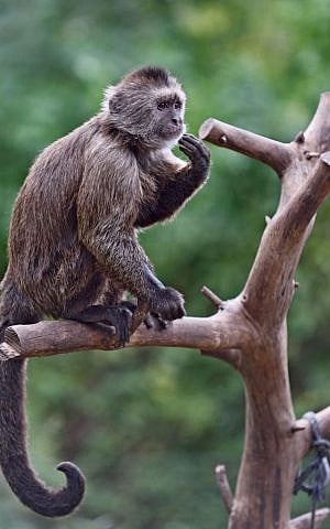 Conner, a wedge-capped Capuchin monkey that escaped from Ramat Gan Safari, January 16, 2017. (Tibor Jager/Ramat Gan Safari)