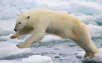 Polar Bears numbers have dwindled as polar ice cap shrinks due to global warming (public domain, NPS Climate Change Response)