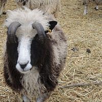The Lewinskys hope to eventually use the sheep's wool to make clothing or tallit. Shearing is in the spring for this sheep, pictured in Nes Harim on January 15, 2017. (Melanie Lidman/Times of Israel)
