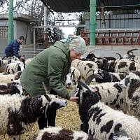 Jenna Lewinsky feeds grains to the Jacobs sheep on January 15, 2017. (Melanie Lidman/Times of Israel)
