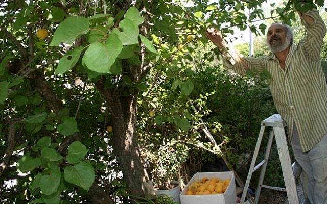 A man picks oranges in the settlement of Gush Etzion. (Gershon Elinson/Flash90) A man picks oranges in the settlement of Gush Etzion. (Gershon Elinson/Flash90)