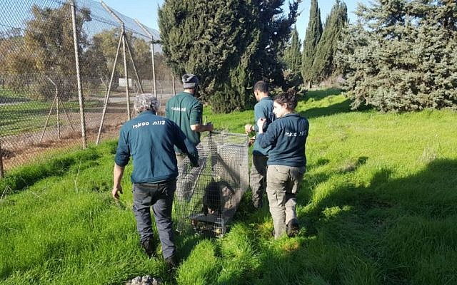 Connor a wedge-capped capuchin monkey is returned to his home in the Ramat Gan Safari park after a week on the run January 23, 2017. (Tibor Jager/Ramat Gan Safari)