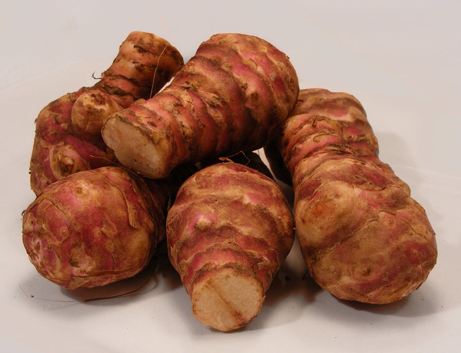 The knotty, rough textured Jerusalem artichoke (Robin/CC BY-SA 2.0)