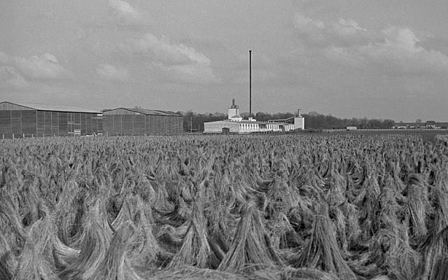 The flax-retting area at Unterschleissheim, as it looked during the Holocaust. (Peter Vahlensieck)