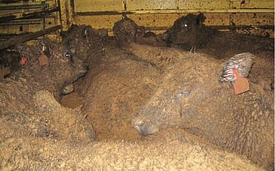 Livestock on Live Export ship from Australia (Lynn Simpson)