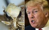 Composite image of US President-elect Donald Trump (r), January 9, 2017 in New York (AFP PHOTO / Timothy A. CLARY AND Tobias SCHWARZ) and close-up photograph of the head of Neopalpa donaldtrumpi, named for its apparent resemblance to Donald Trump (CC BY Dr. Vazrick Nazari, Wikipedia)