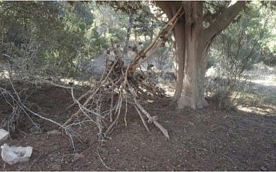 An 'arson preparation,' found in a forest near Megiddo in northern Israel, after the wave of fires in November 2016. A similar device was found to be the remains of a fort built by Israeli children. (Israel Fire and Rescue Services) An 'arson preparation,' found in a forest near Megiddo in northern Israel, after the wave of fires in November 2016. A similar device was found to be the remains of a fort built by Israeli children. (Israel Fire and Rescue Services)