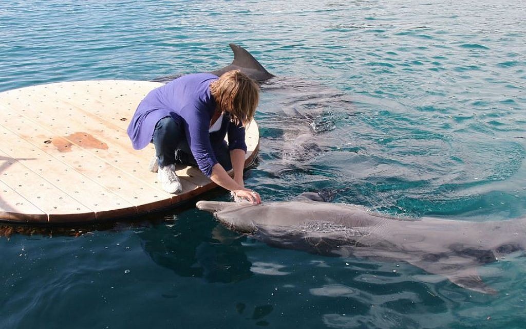 The dolphins at the Reef know each trainer personally, and prefer to interact with specific individuals. (Shmuel Bar-Am)