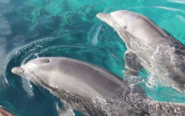 Ilustrative: Two dolphins at the Dolphin Reef in Eilat. (Shmuel Bar-Am)