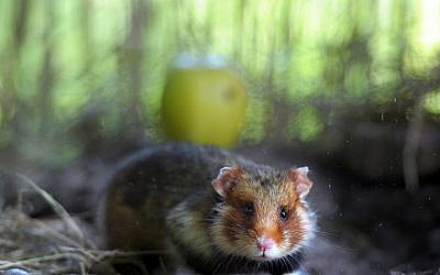 This file photo taken on June 7, 2011 shows a Great Hamster of Alsace in a breeding center dedicated to the reintroduction of the specimen in Hunawihr, eastern France (AFP/Frederick Florin)