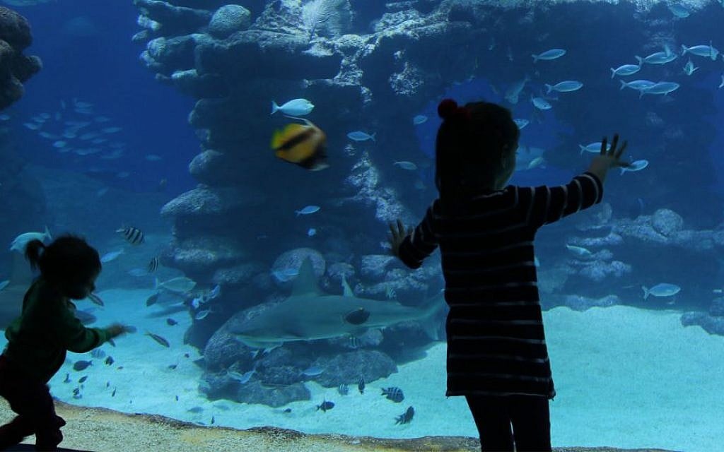 The shark pool in Eilat's Underwater Observatory is the largest installation of its kind in the Middle East. (Shmuel Bar-Am)