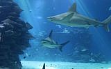 The shark pool in Eilat's Underwater Observatory also includes walruses, stingrays and other creatures. (Shmuel Bar-Am)