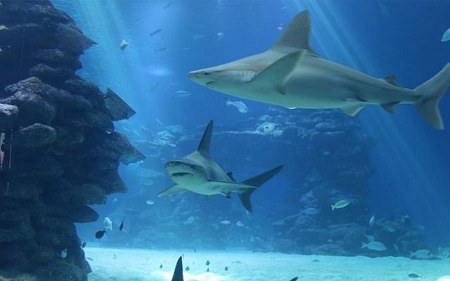 The shark pool in Eilat's Underwater Observatory also includes walruses, stingrays and other creatures. (Shmuel Bar-Am) The shark pool in Eilat's Underwater Observatory also includes walruses, stingrays and other creatures. (Shmuel Bar-Am)