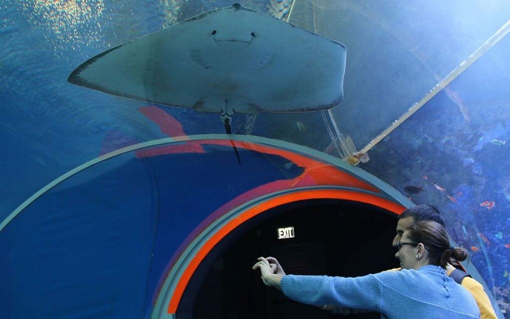 Tourists walk through the 15-meter transparent tunnel through the Underwater Observatory's shark pool. (Shmuel Bar-Am)