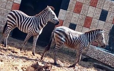 Two of the four zebras that were transferred from the Ramat Gan safari to the Qalqilya zoo on January 21, 2017 (COGAT ) Two of the four zebras that were transferred from the Ramat Gan safari to the Qalqilya zoo on January 21, 2017 (COGAT )
