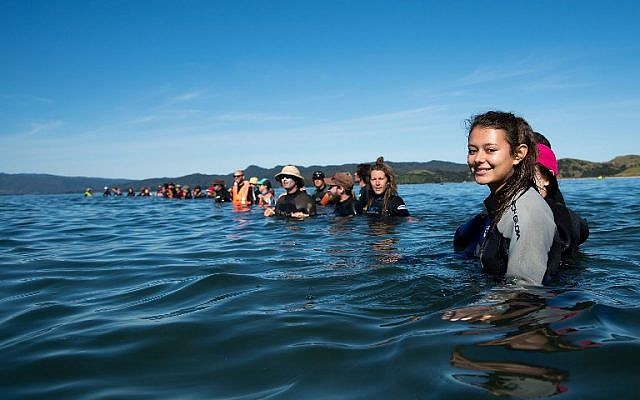 Volunteers make a human wall to stop the Pilot returning to shore during a mass stranding at Farewell Spit on February 11, 2017. (AFP PHOTO / Marty MELVILLE) Volunteers make a human wall to stop the Pilot returning to shore during a mass stranding at Farewell Spit on February 11, 2017. (AFP PHOTO / Marty MELVILLE)