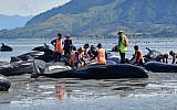 Volunteers pour water on pilot whales during a mass stranding at Farewell Spit on February 11, 2017. 
(AFP/Marty Melville)