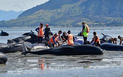 Volunteers pour water on pilot whales during a mass stranding at Farewell Spit on February 11, 2017. 
(AFP/Marty Melville)