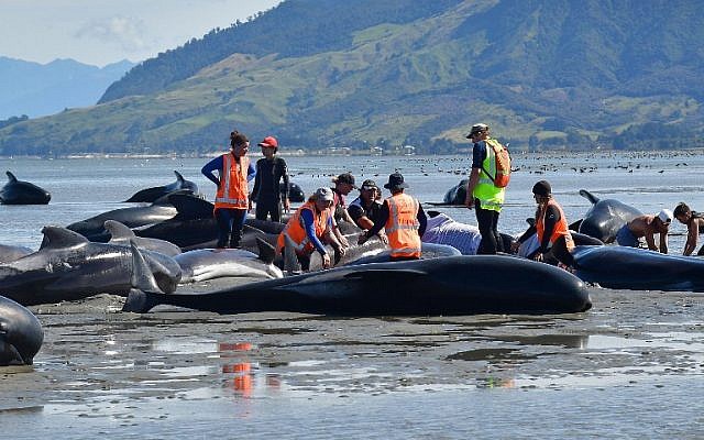 Volunteers pour water on pilot whales during a mass stranding at Farewell Spit on February 11, 2017. 
(AFP/Marty Melville)