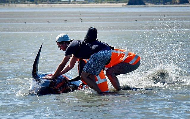 Volunteers hold a Pilot whale upright during a 2nd mass stranding at Farewell Spit on February 11, 2017. (AFP PHOTO / Marty MELVILLE) Volunteers hold a Pilot whale upright during a 2nd mass stranding at Farewell Spit on February 11, 2017. (AFP PHOTO / Marty MELVILLE)