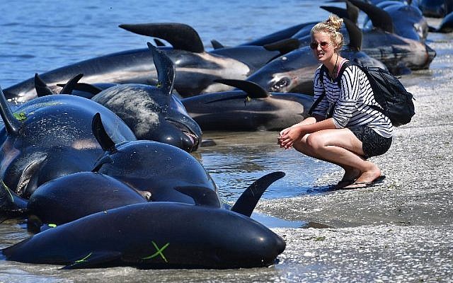A member of the public looks at the dead Pilot whales during a mass stranding at Farewell Spit on February 11, 2017. ( AFP PHOTO / Marty MELVILLE) A member of the public looks at the dead Pilot whales during a mass stranding at Farewell Spit on February 11, 2017. ( AFP PHOTO / Marty MELVILLE)