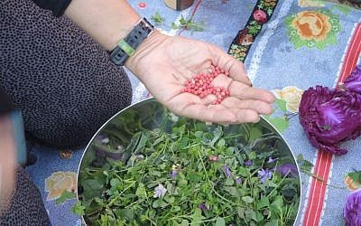 The pink peppercorn tree, native to South America, is found across Israel. In a store, pink peppercorns are considered a specialty item that can sell for NIS 150 per kilo. Heela Harel adds them to a foraged salad on February 2, 2017. (Melanie Lidman/Times of Israel)