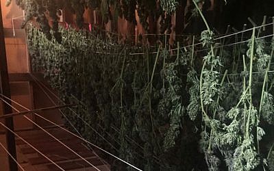 Marijuana buds drying at a pot farm in Northern California. Recreational marijuana use is legal in eight states. (Madison Margolin/Times of Israel)