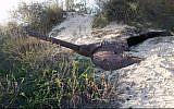 A tank believed to be from before the establishment of the State of Israel in 1948 found in the sand dunes at the Nitzanim Nature Reserve in southern Israel. (Israel Police Spokesperson)