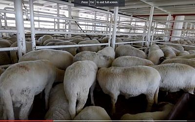 De-Levie Agriculture Produce promotional video showing a shipment of sheep. (YouTube screenshot)