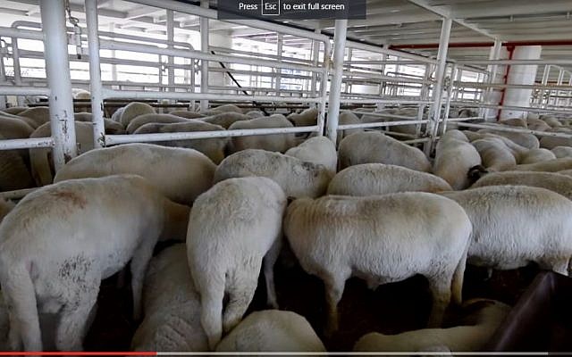 De-Levie Agriculture Produce promotional video showing a shipment of sheep. (YouTube screenshot)
