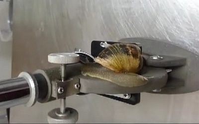 It's a snail's life at the Haclinica veterinary surgery in Tel Aviv, where vets have developed an expertise in shell repair. (YouTube screenshot)