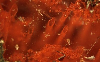 This microscope image made available by Matthew Dodd in February 2017 shows tiny tubes in rock found in Quebec, Canada. The structures appear to be the oldest known fossils, giving new support to some ideas about how life began, a new study says. (Matthew Dodd via AP)