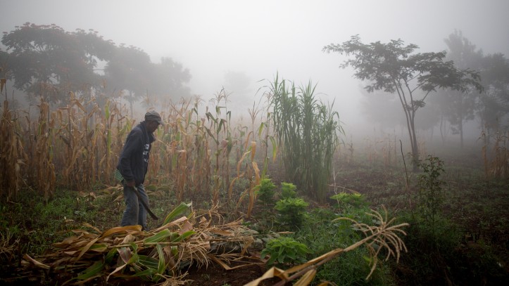 The Agahozo Shalom Youth Village in Rwanda has an advanced entrepreneurship course, but they focus on lo-tech business opportunities like farming and livestock. A farmer employed by the school harvests corn in the early morning mist on February 19, 2017. (Miriam Alster/Flash90)
